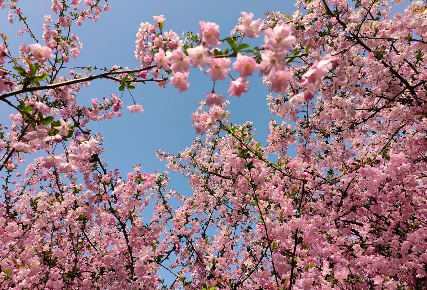 #最美樱花季 真的不来西平看看嘛！ 真的不来西平看看嘛！ 真的不来西平看看嘛！ 不是樱花🌸种不起！ 