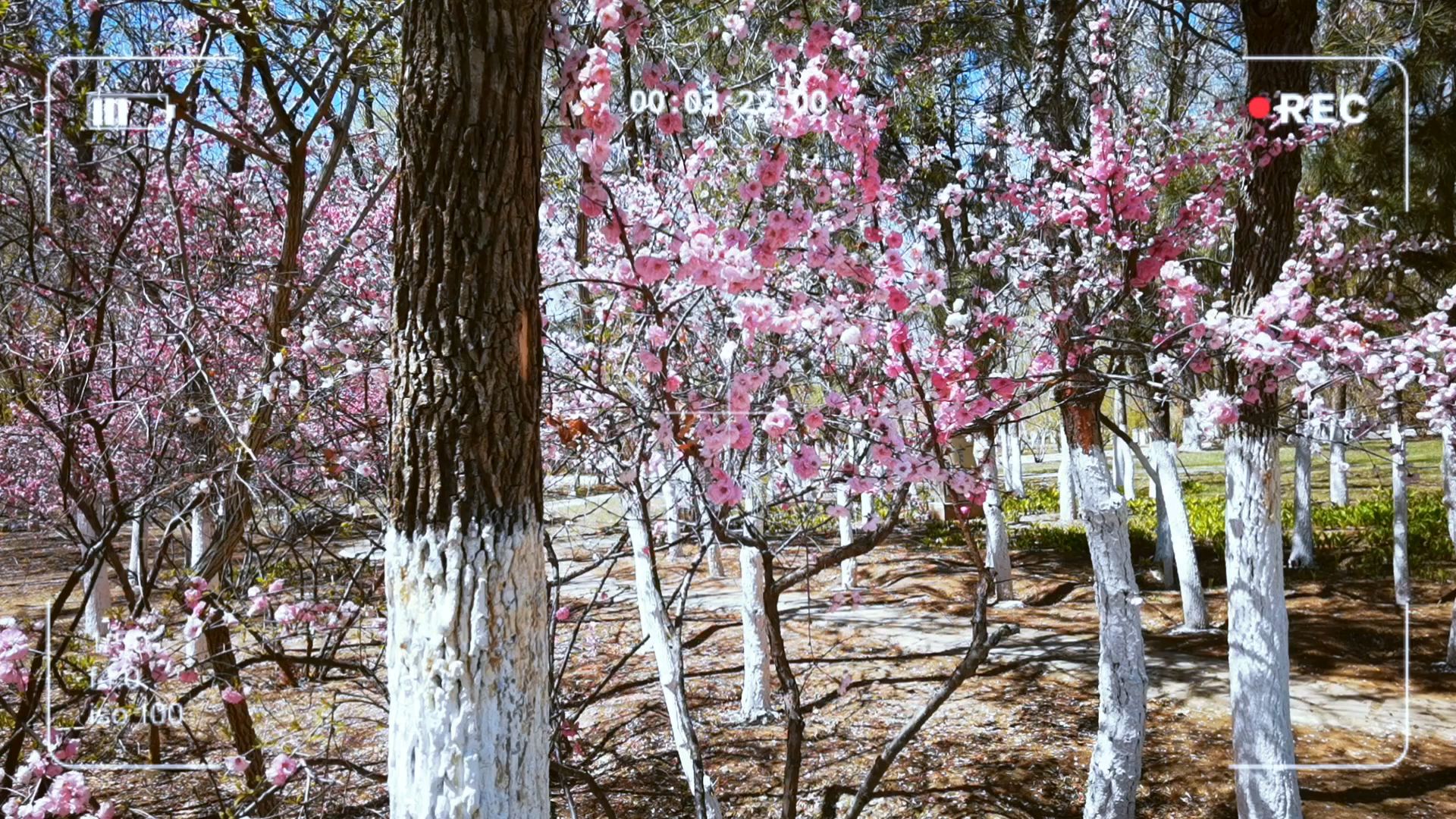 赤峰石博园的春天！