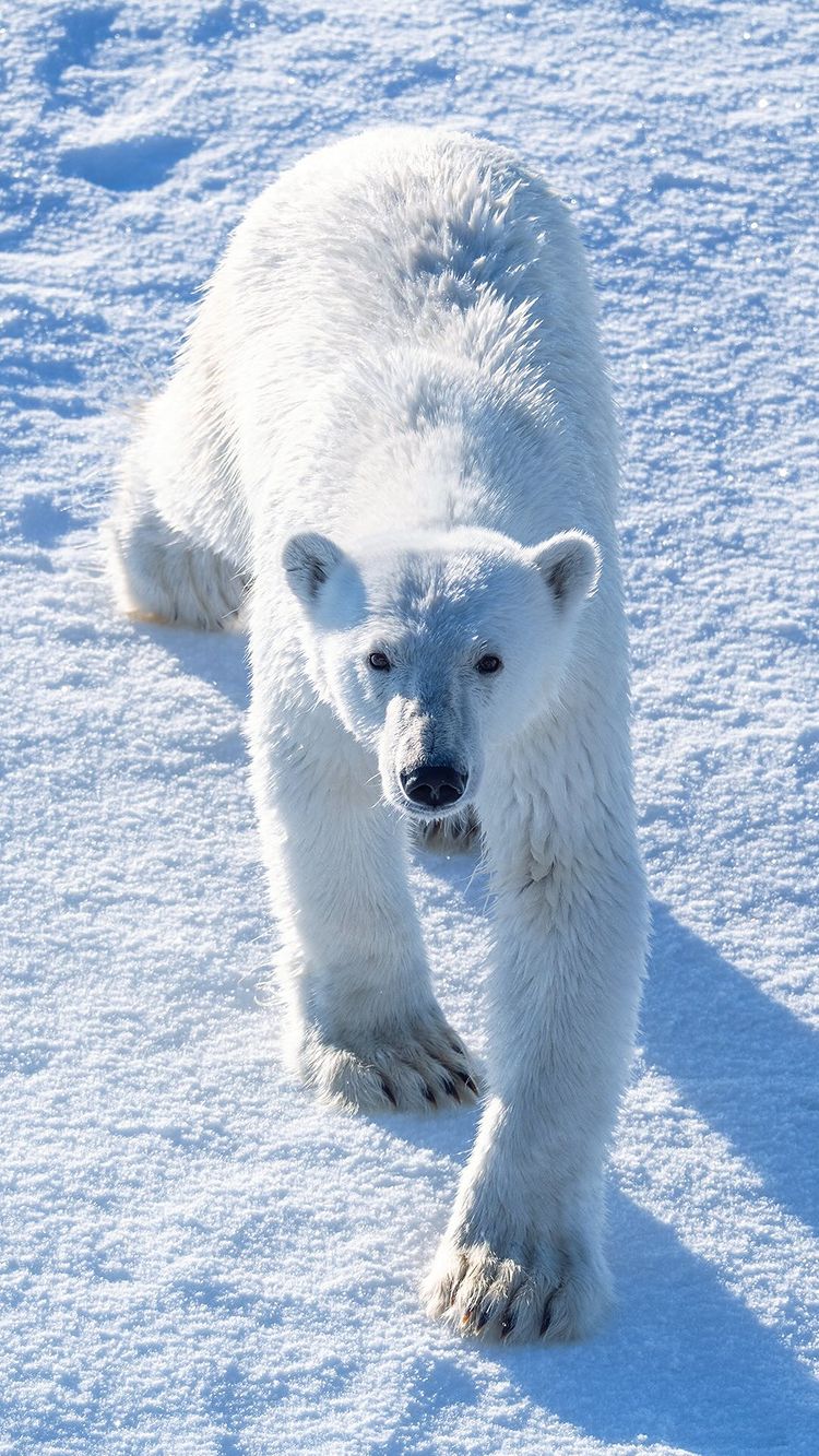 在格陵兰偶遇北极熊漫步