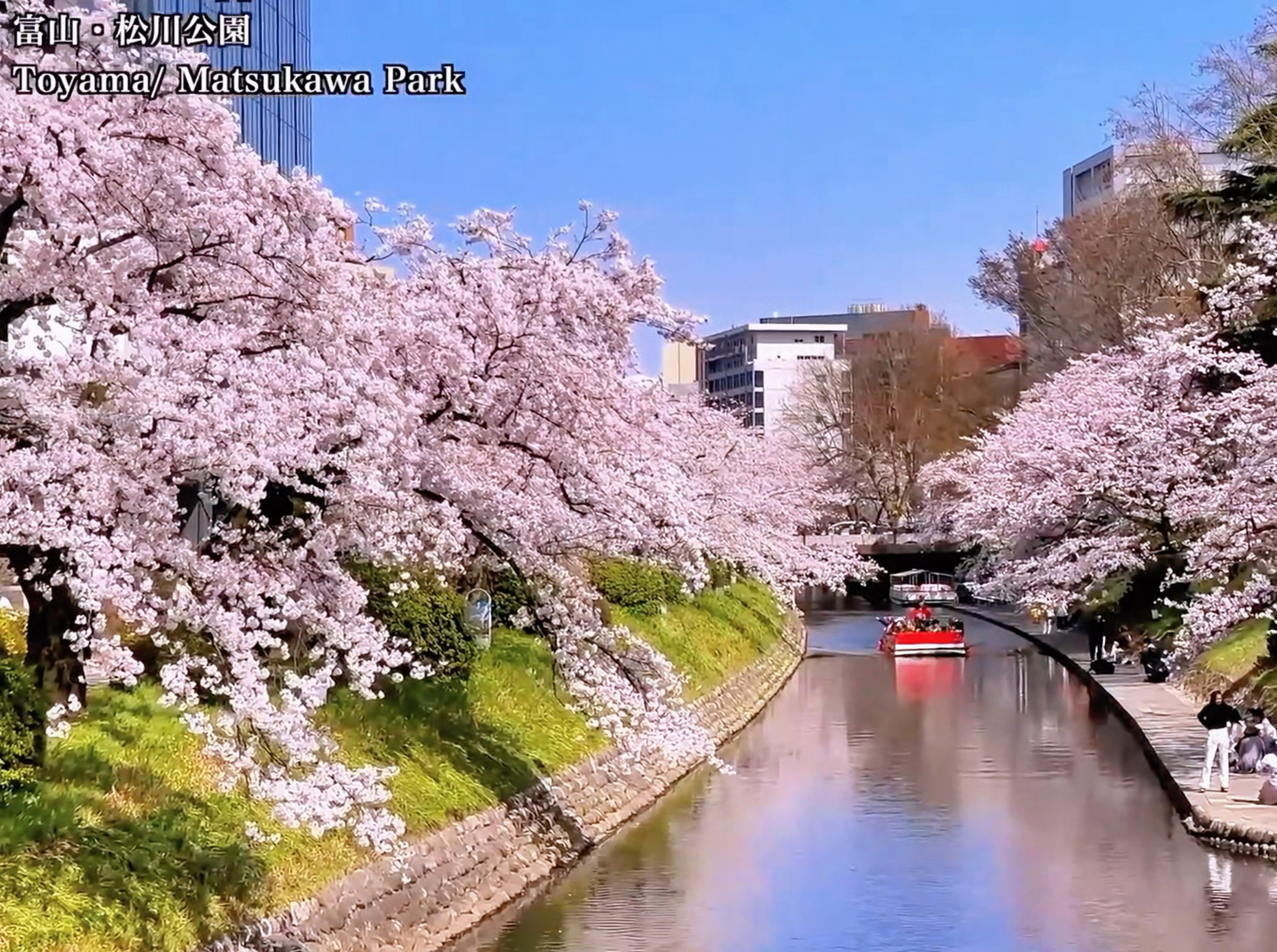 🌸 富山粉色樱花之旅：日本松川公园赏樱攻略