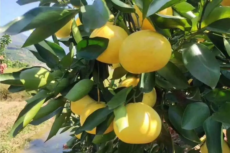 葡萄柚（Citrus × aurantium Linnaeus），是芸香科柑橘属木本植物。枝有长刺；