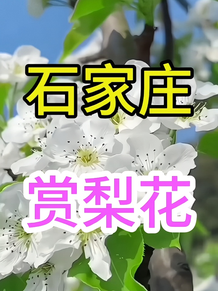 梨花