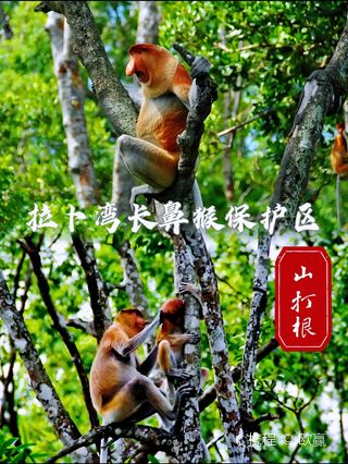山打根拉卜湾长鼻猴保护区游玩攻略-拉卜湾长鼻猴保护区门票多少钱/价格
