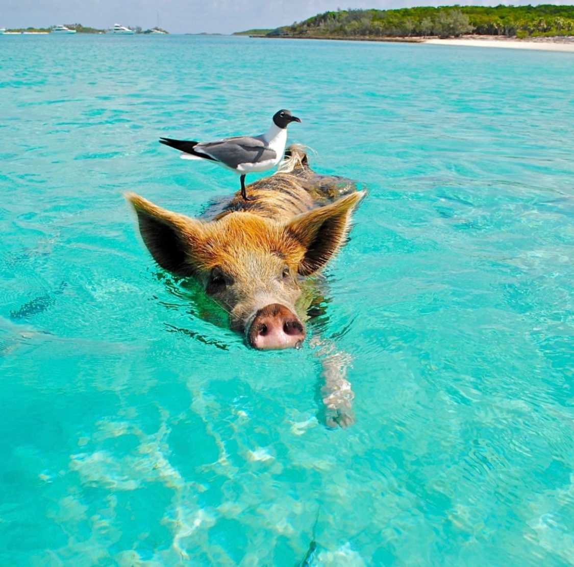 巴哈马旅行｜网红猪猪岛的真实体验🐷