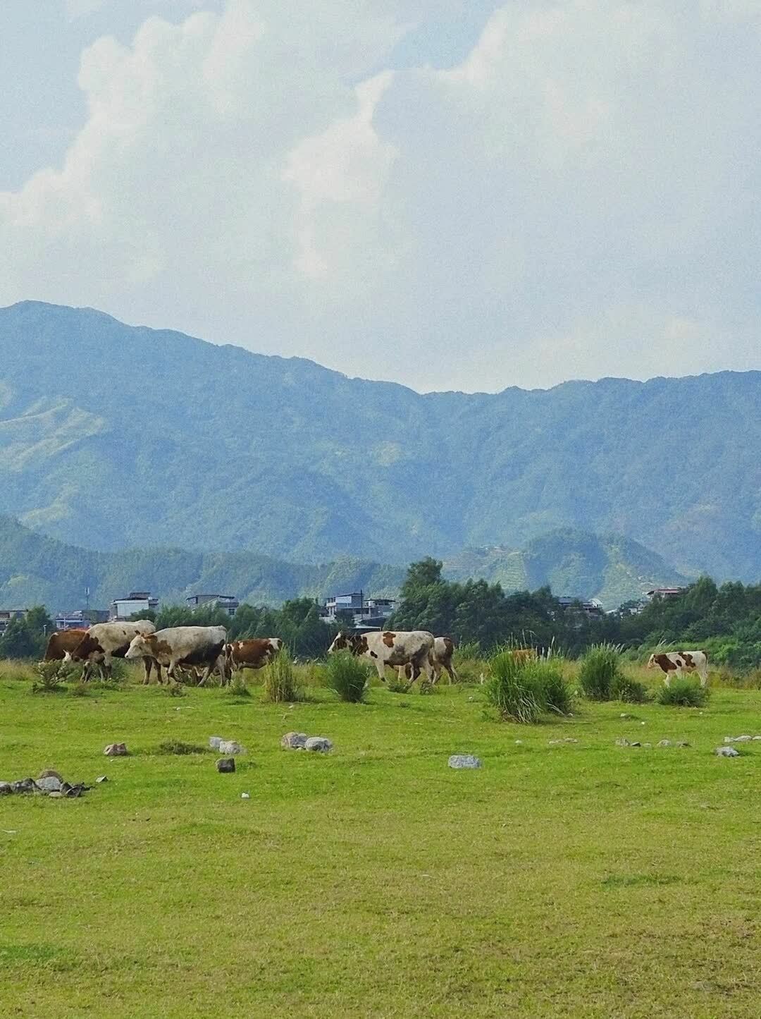 融安大洲岛——广西的大草原