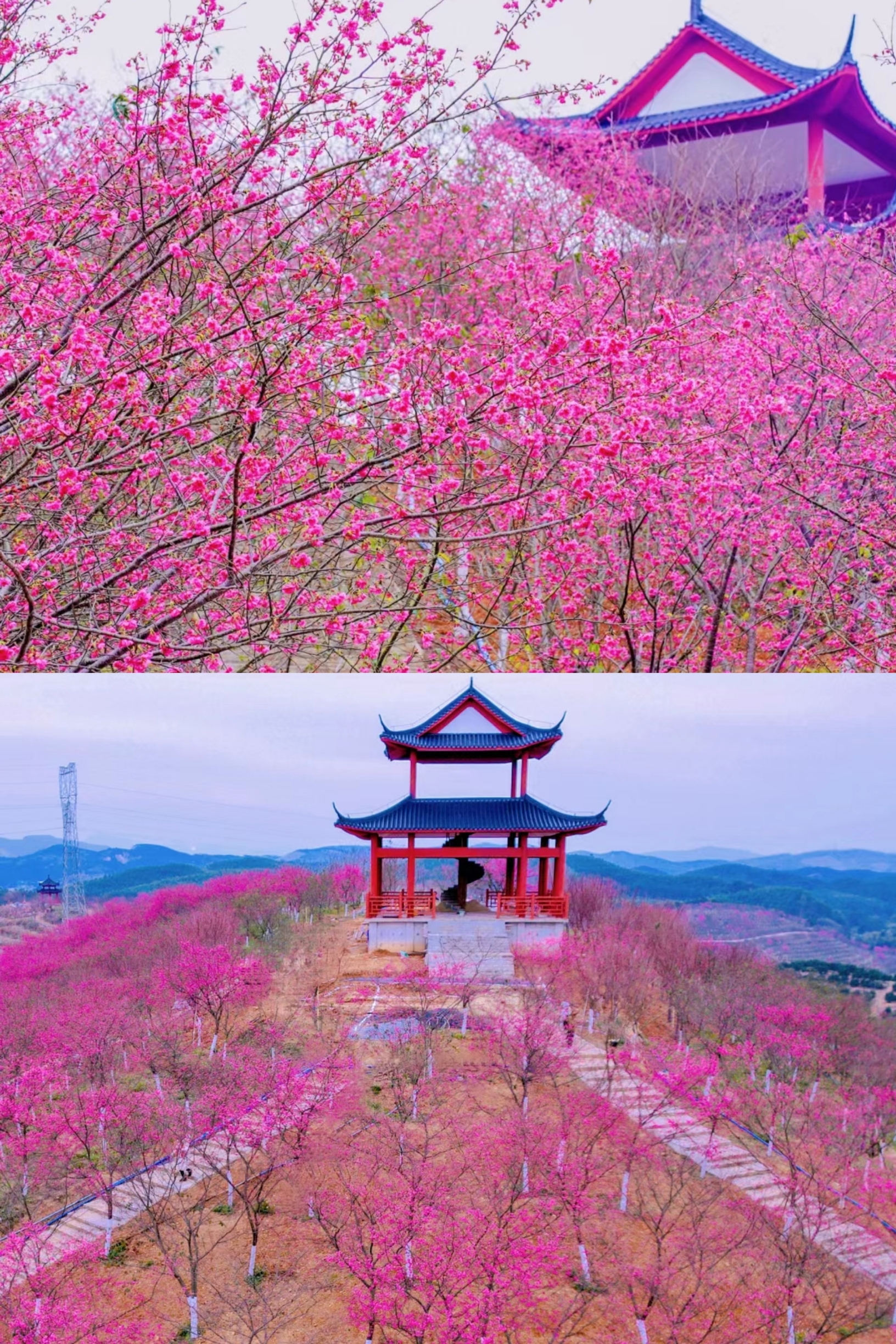 广东规模最大的樱花观赏地!1日可往返!