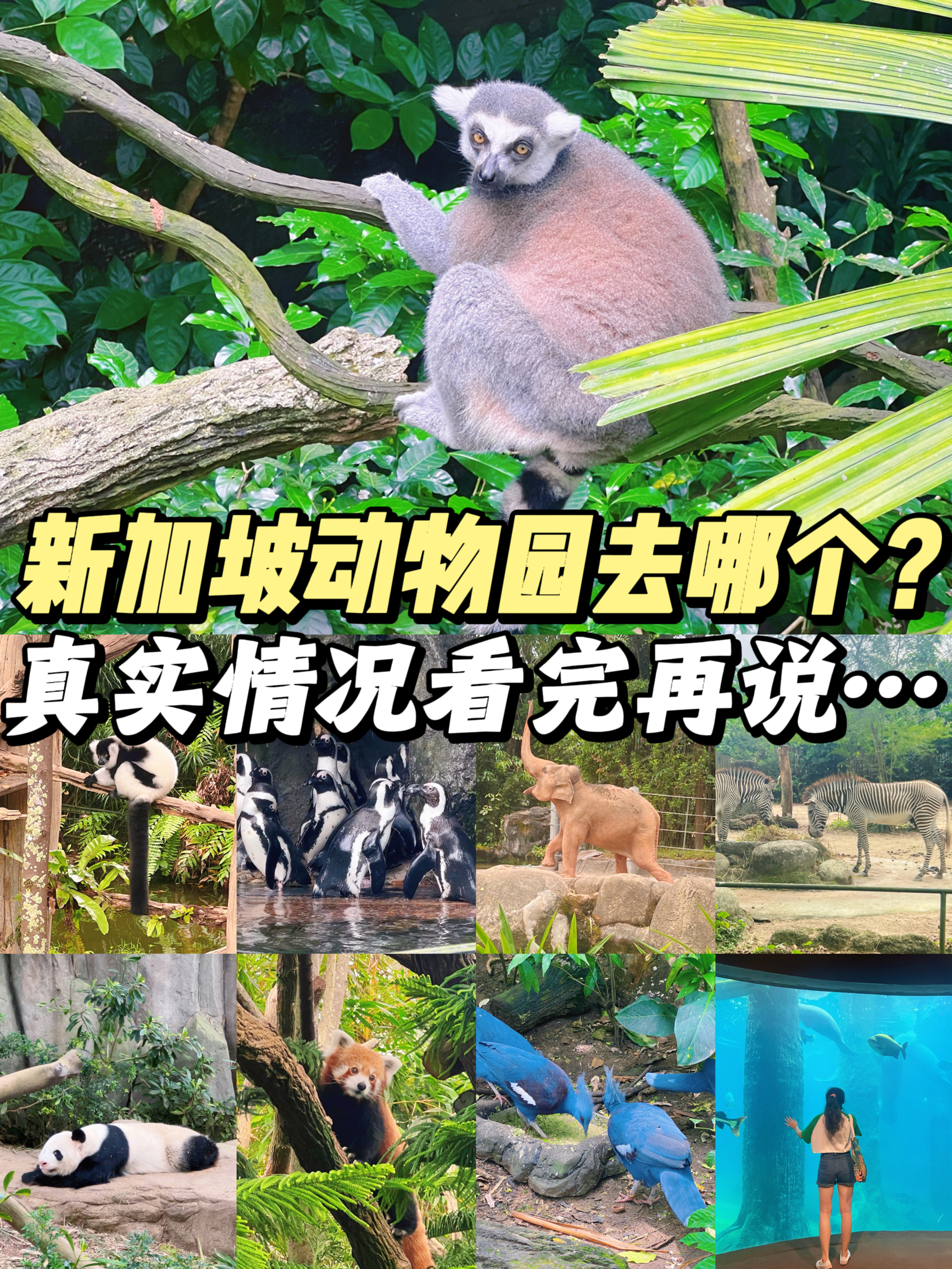 求听劝！新加坡这几个动物园真没必要都去一遍