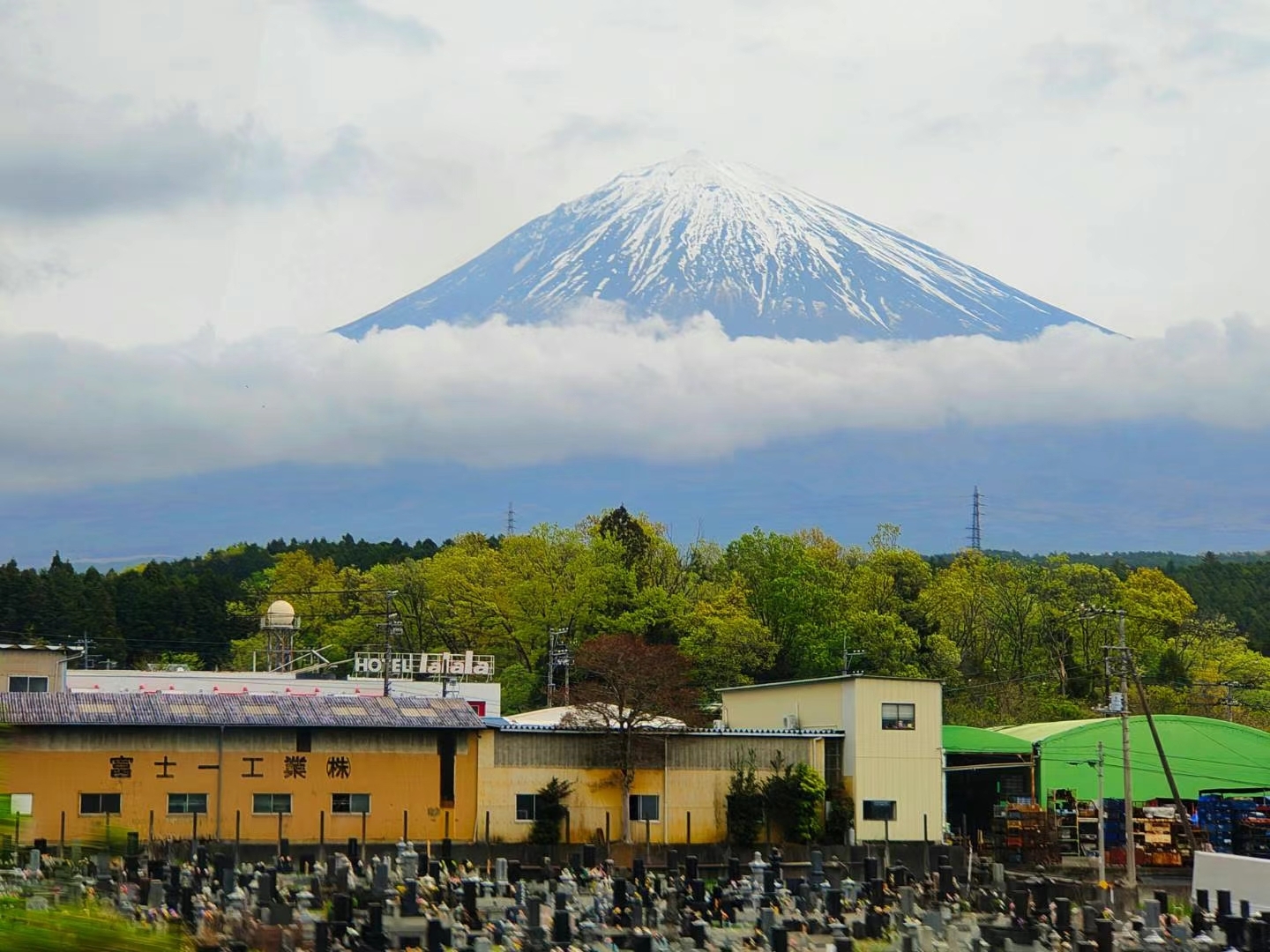 富士山下樱花依旧浪漫，你可安好