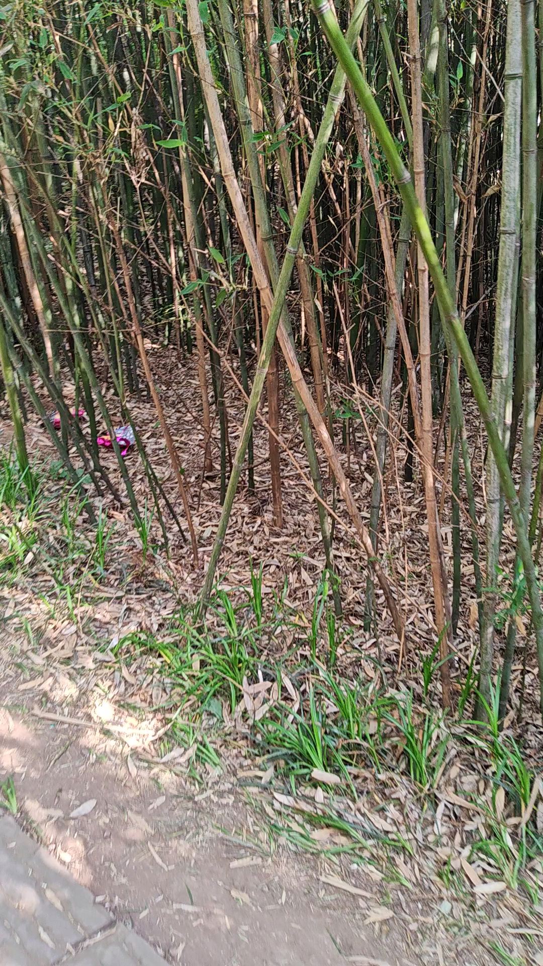 马陵山上的竹子林