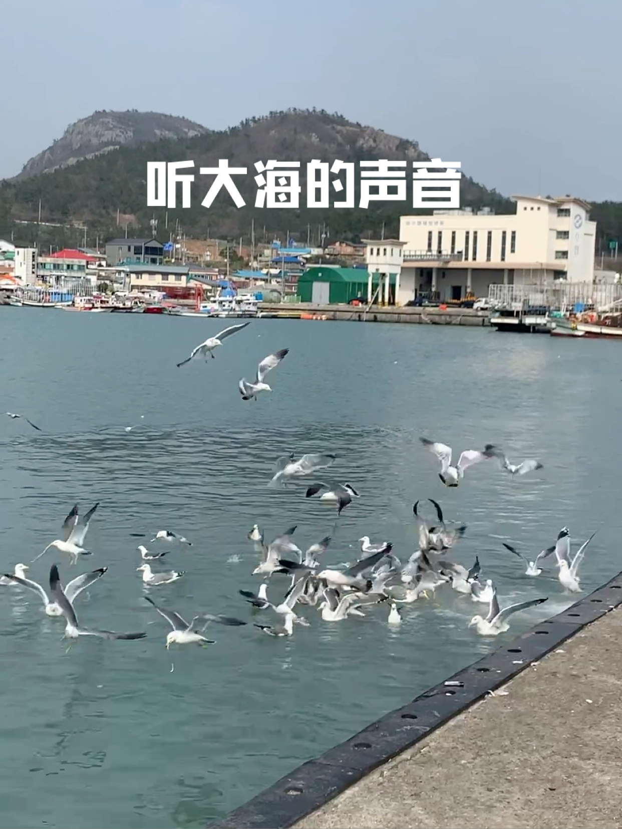 去看海怎么能少了海鸥呢