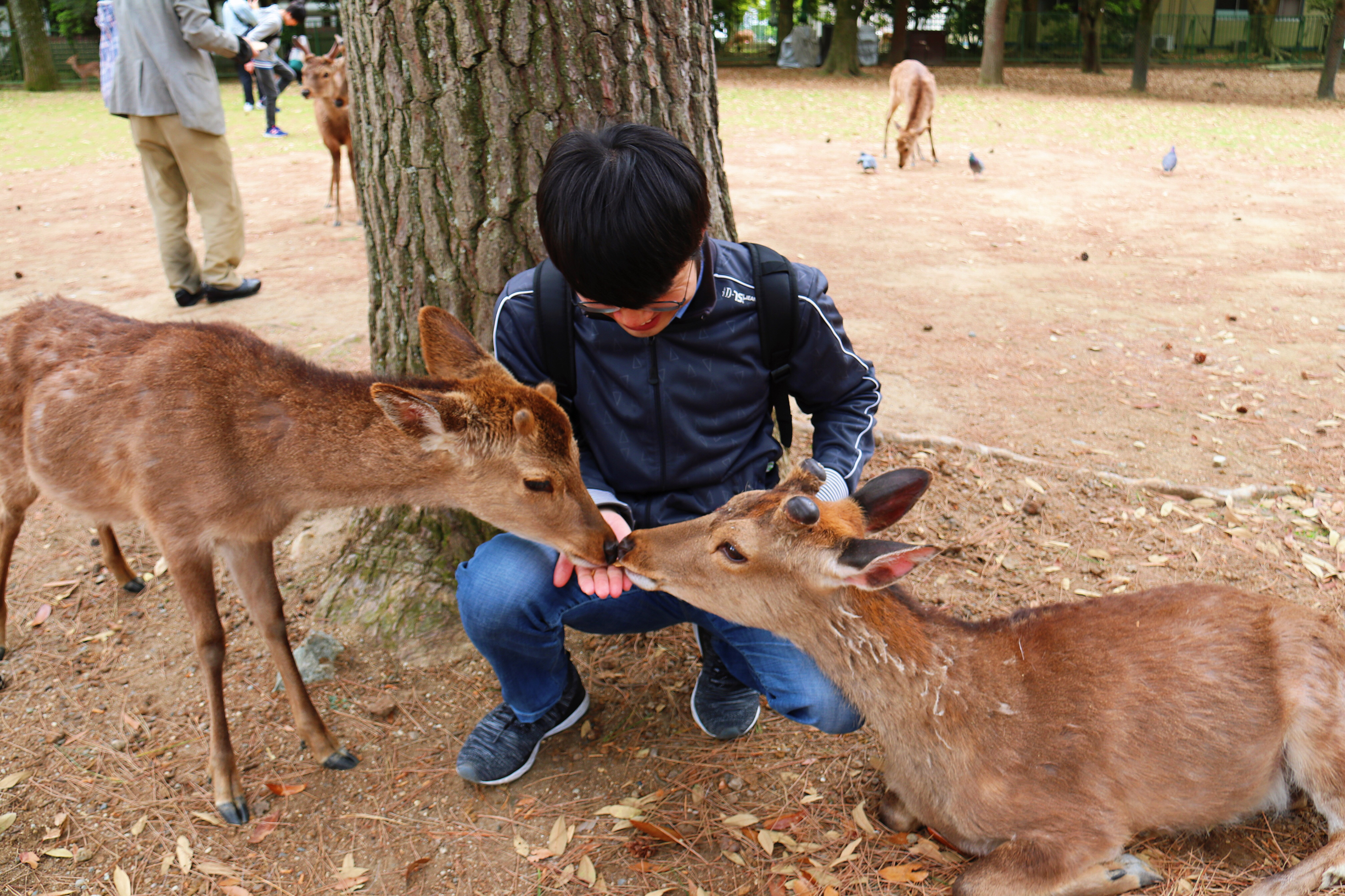 奈良的鹿会让你无法自拔