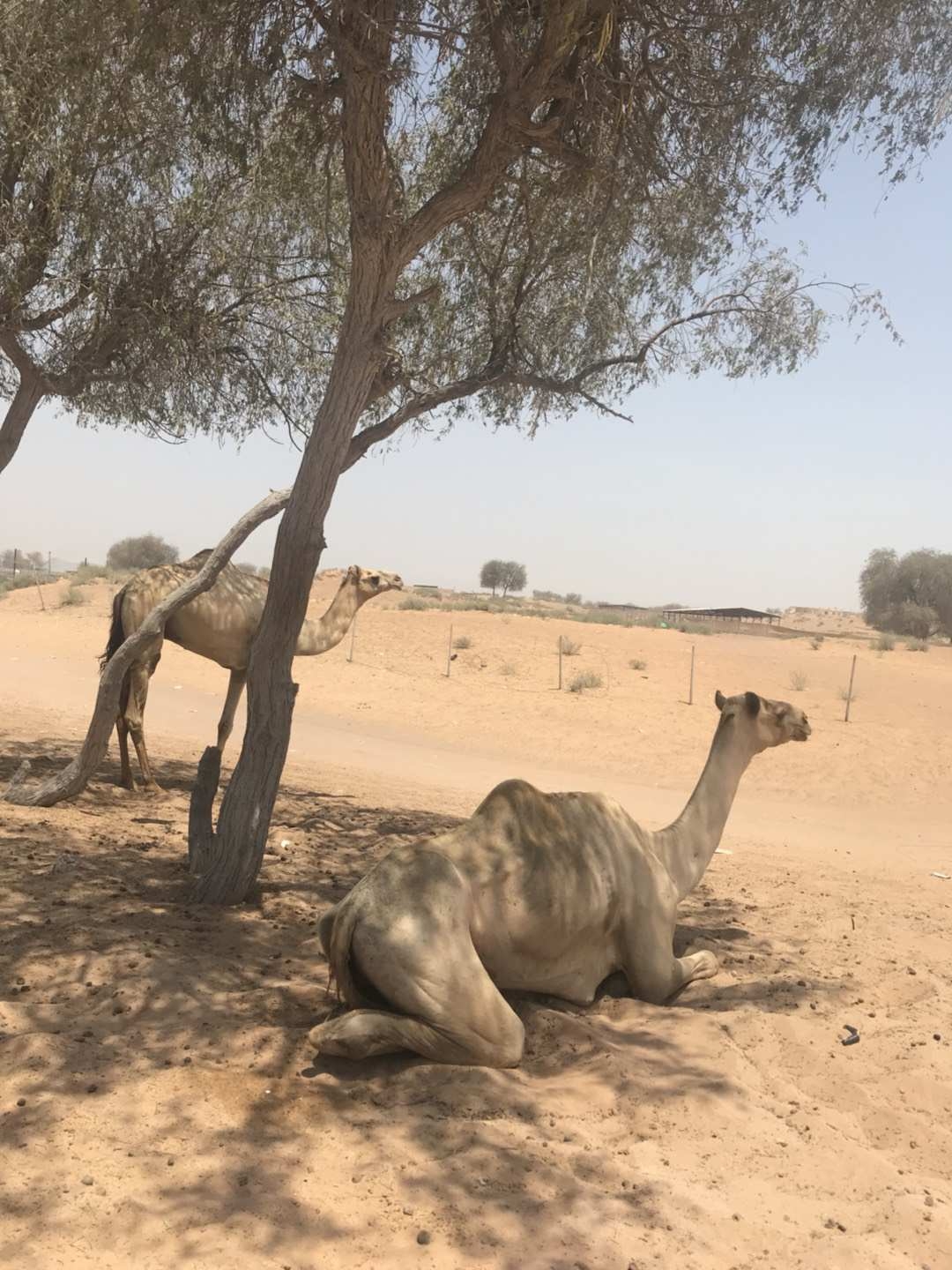 阿拉伯的单峰骆驼适合骑乘，单峰驼比双峰驼高，奔跑速度更快，若有人驾驭的话，可一直维持着13-14公里