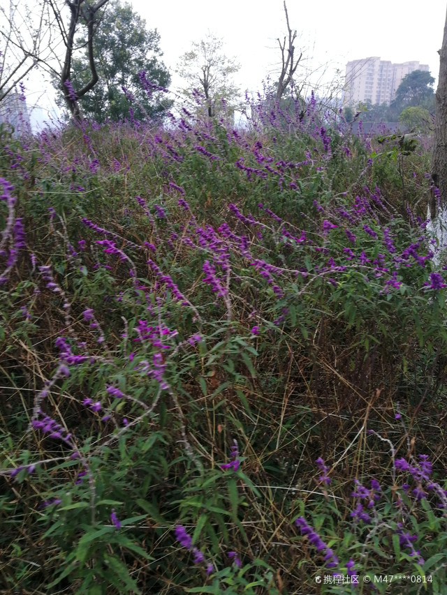 广安兔儿山公园,适合亲子游玩的地方.