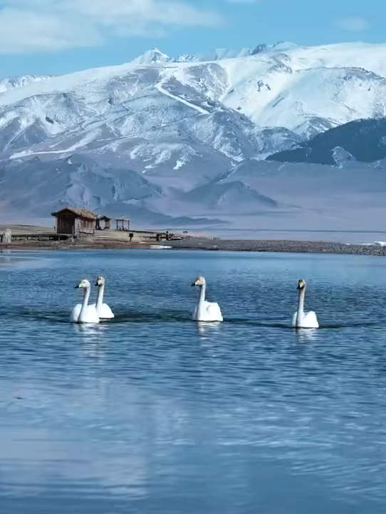 **新疆天鹅湖：大自然的奇迹之美**！ #天鹅湖 #新疆旅游攻略 #旅行推荐官