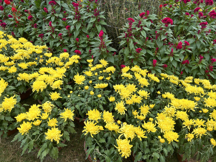 邵东玫瑰谷(G320店)餐厅图片