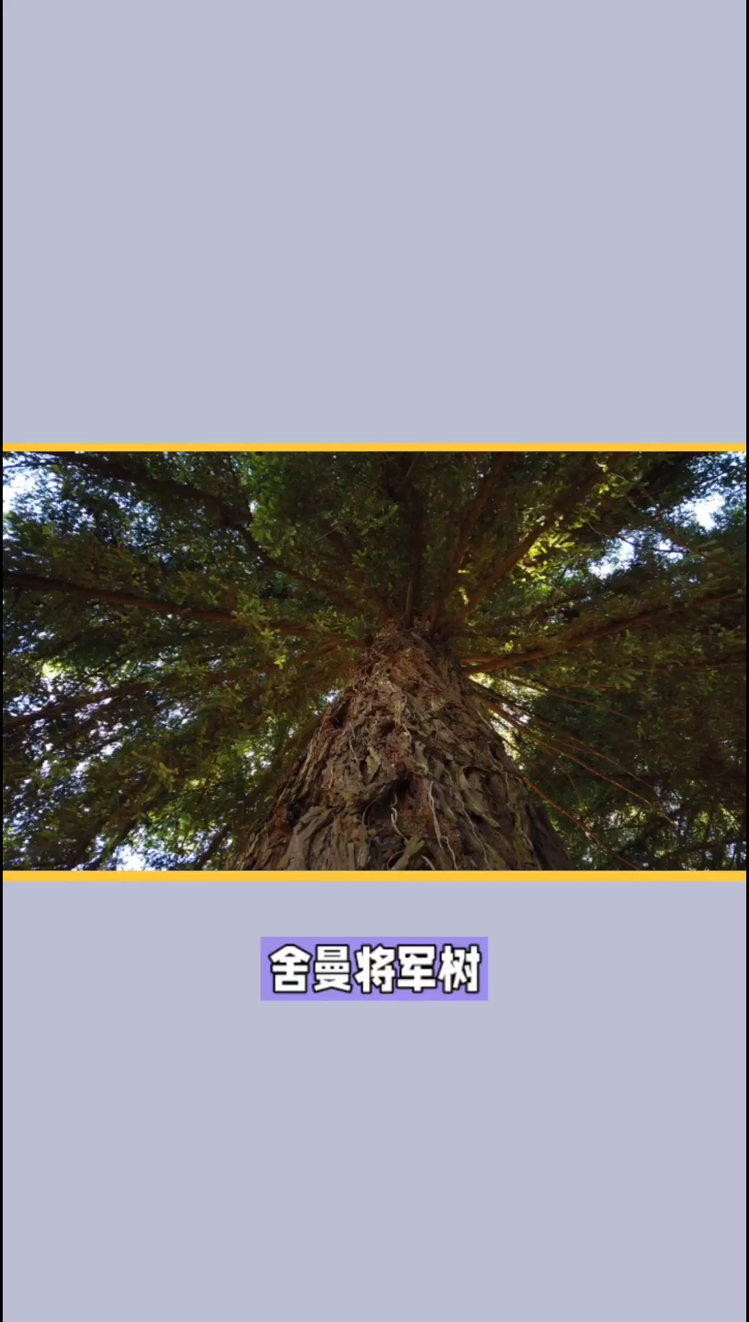 舍曼将军树-世界上体积最大的树
