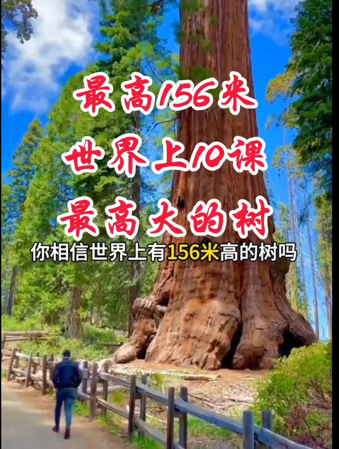 世界上最高大的树