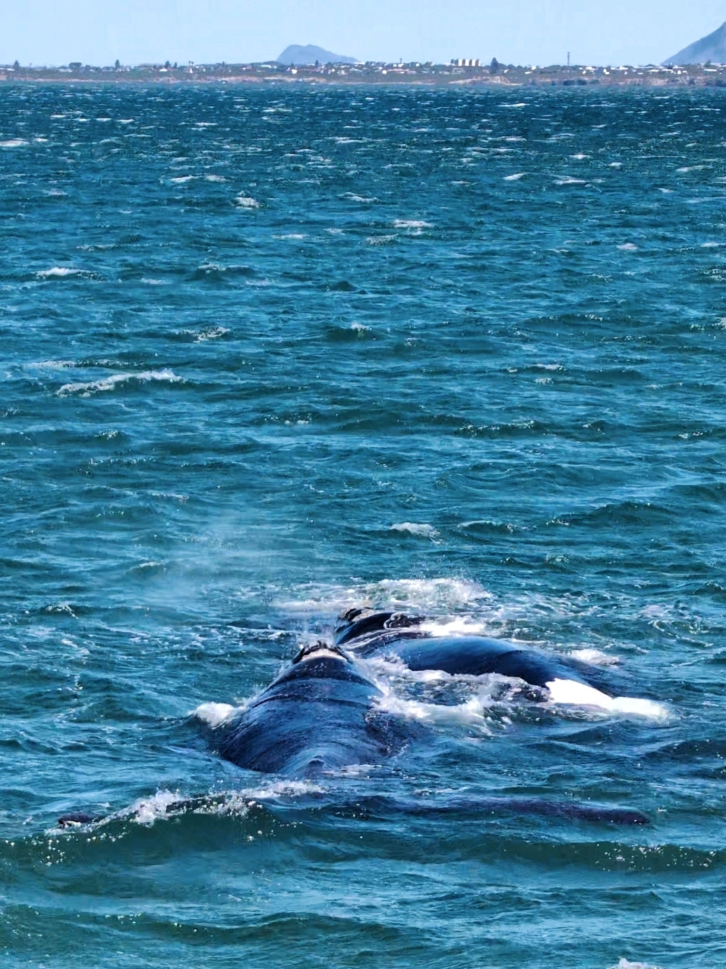 最佳观鲸小镇赫曼努斯：和鲸鱼零距离接触