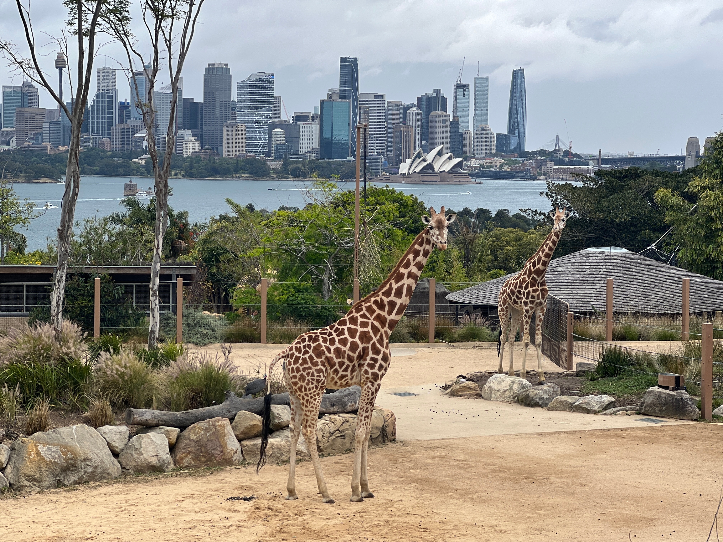 在澳大利亚旅游时，我有幸参观了塔龙加动物园。这个动物园位于悉尼，拥有广阔的场地和丰富的动物种类。  