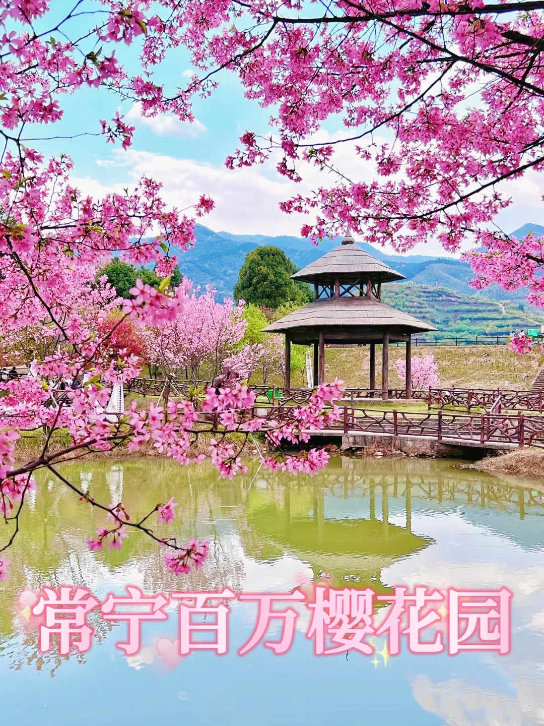 湖南的樱花🌸季要来了～错过又要等一年了!