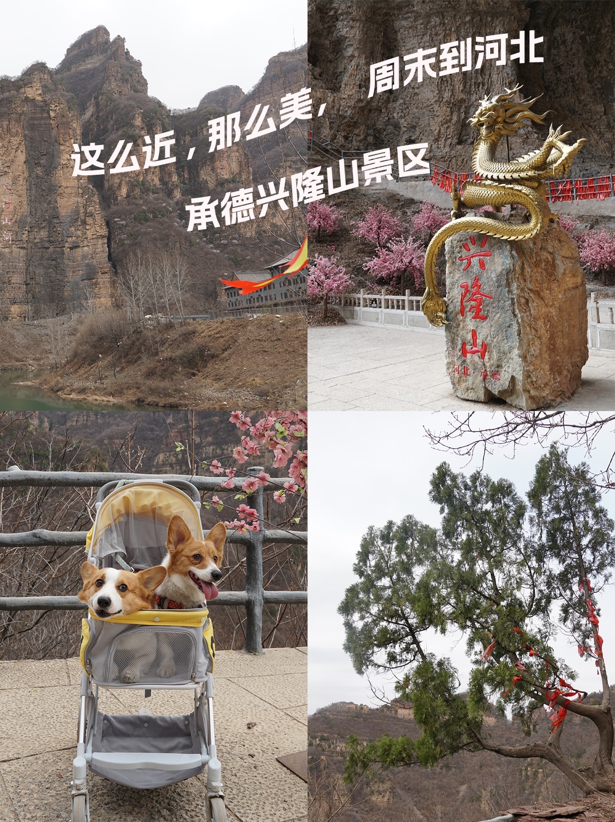 [带着狗子去旅行]——承德兴隆山景区，京郊宠物友好推荐景区。