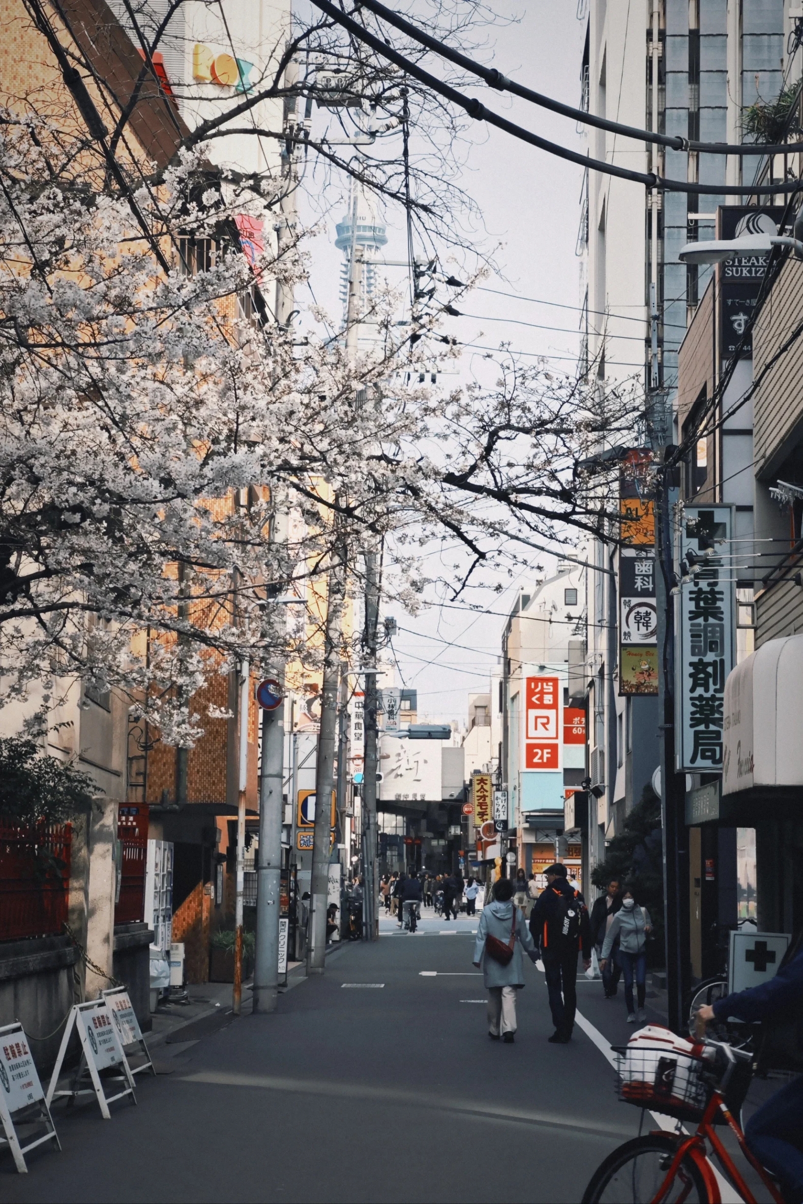 原来这就是日本的樱花季|||据说今年日本的樱花季推迟了两个多星期，原本赶上的是樱花季的末尾，没想到离