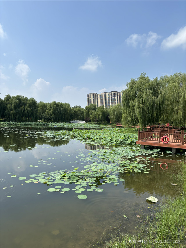 推荐小众遛娃公园_北京旧宫城市森林公园玩法