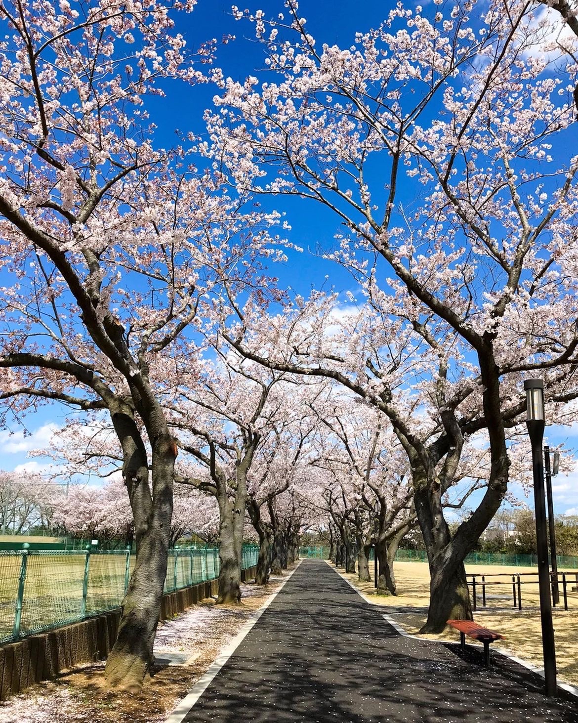 #春日赏花图鉴   阿漕ヶ浦运动公园位于日本茨城县，是一个集体育、休闲和自然美景于一体的综合性公园。