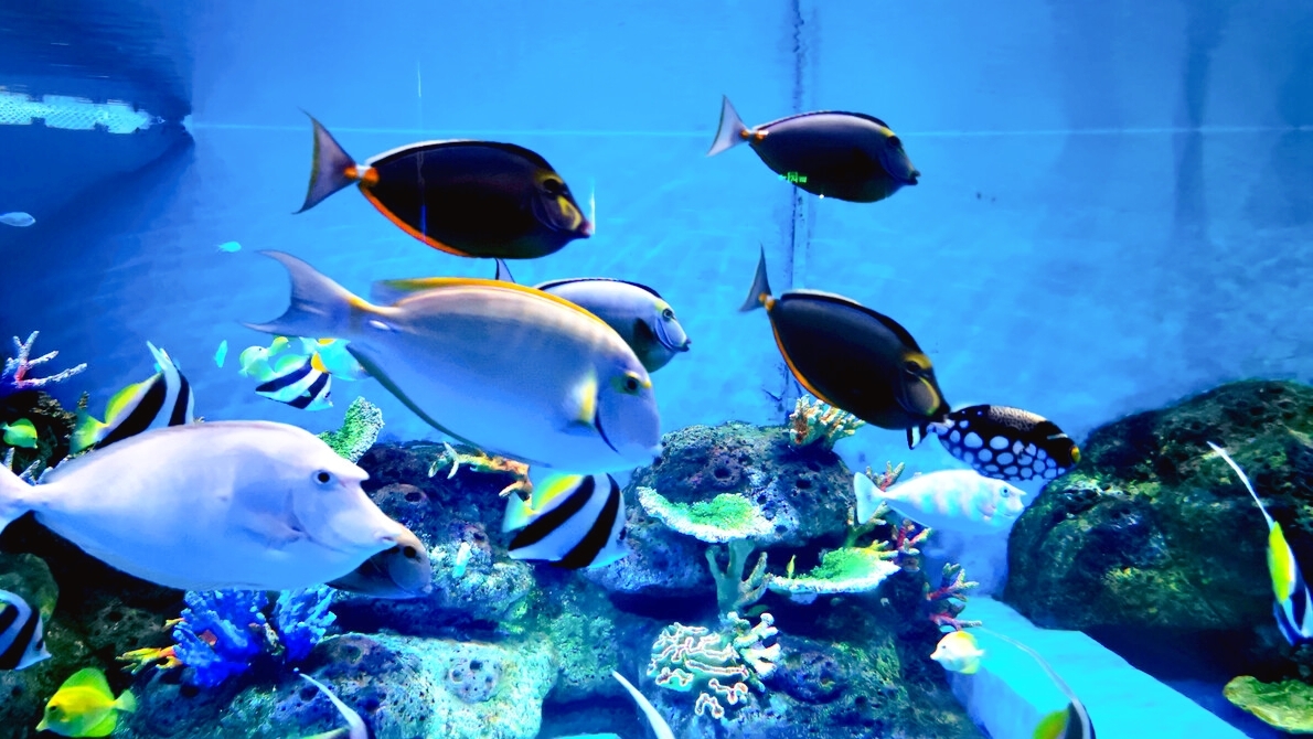 凯利塔顿海底世界——是奥克兰最美的旅游圣地之一
