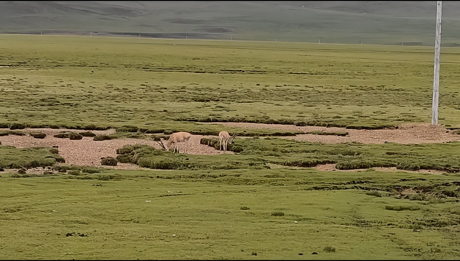 羌塘无人区 | 藏羚羊的觅食