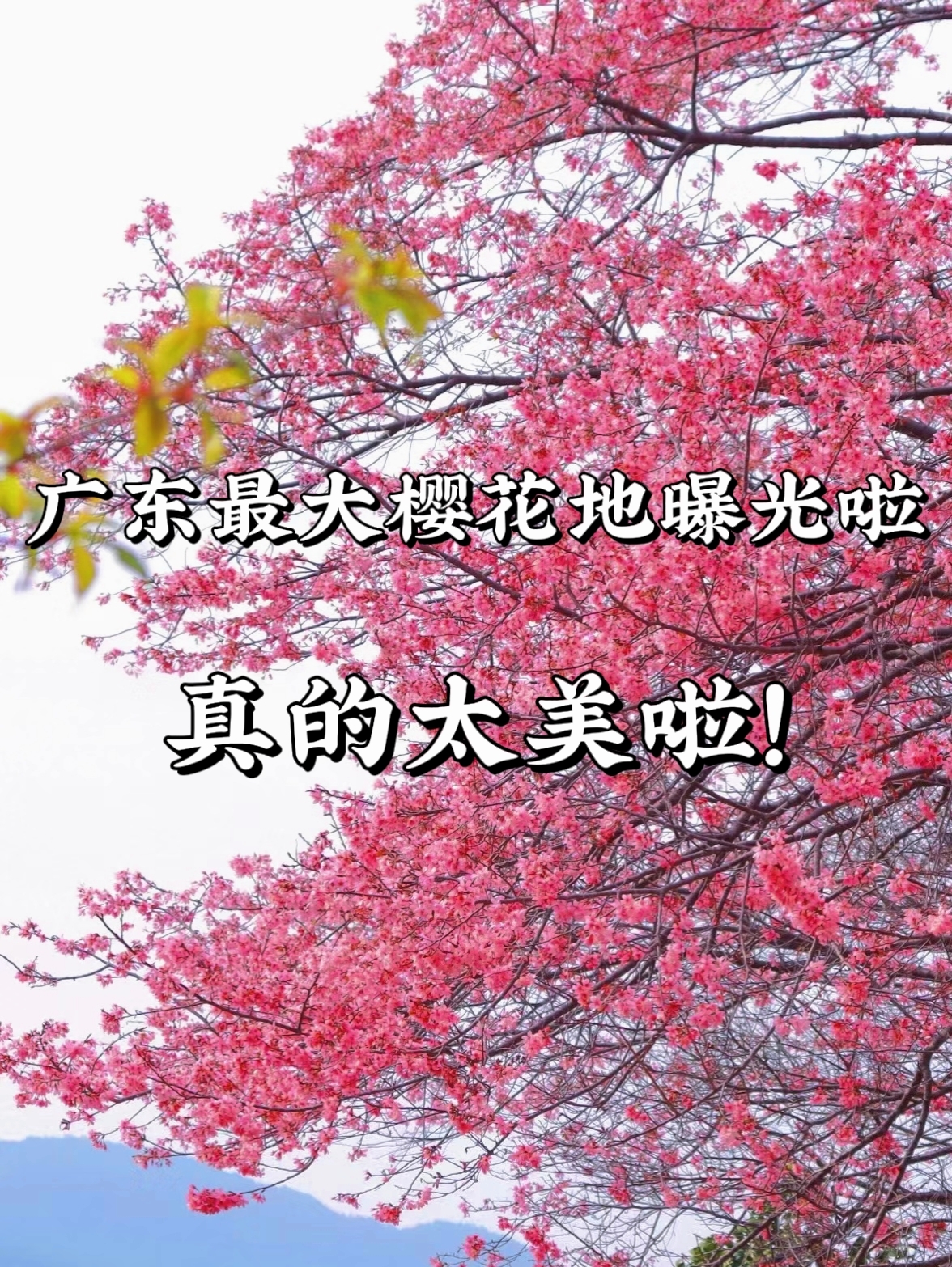 广东规模最大的樱花🌸观赏地，10万株樱海