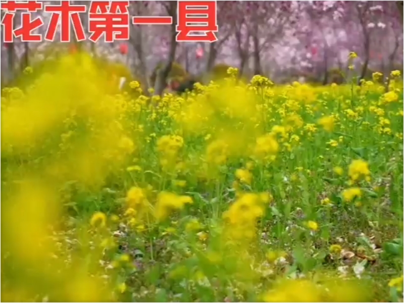 当春花邂逅古建，看“中国花木第一县”河南鄢陵的中式浪漫 。