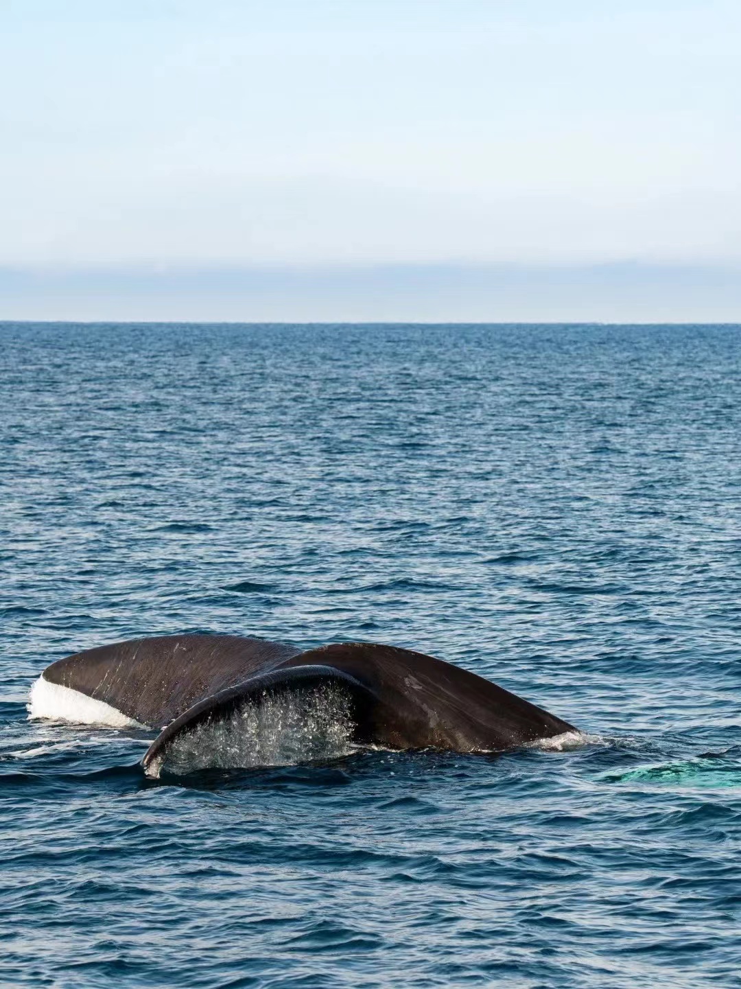 墨尔本一年一度看鲸季马上到来！