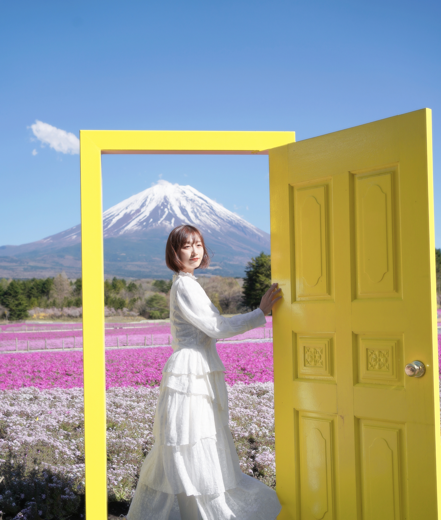 打开任意门🚪去富士山下🗻看芝樱盛开🌸
