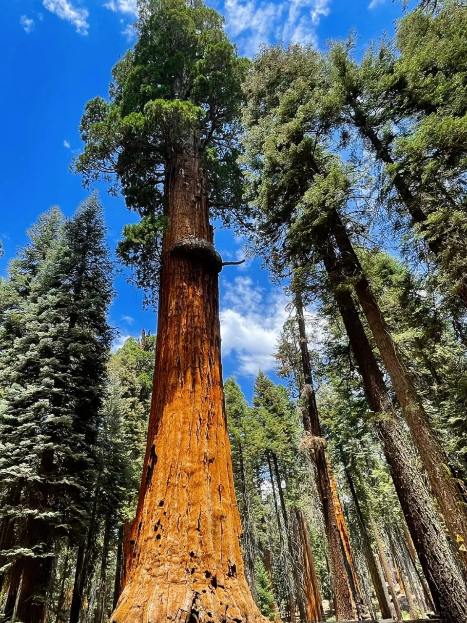 世界上罕见的植物景观挺拔壮观的红杉树林