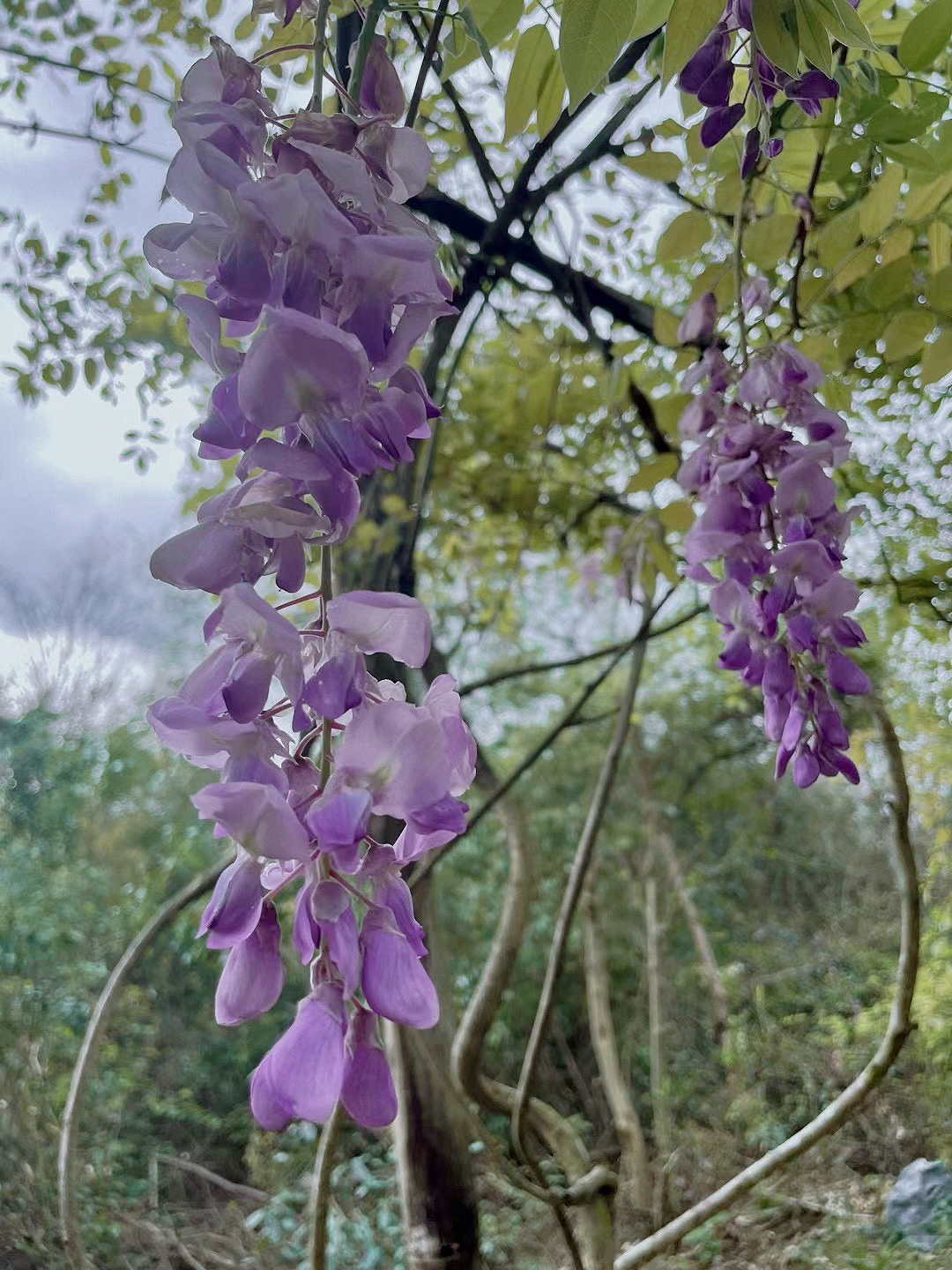 紫藤挂云木