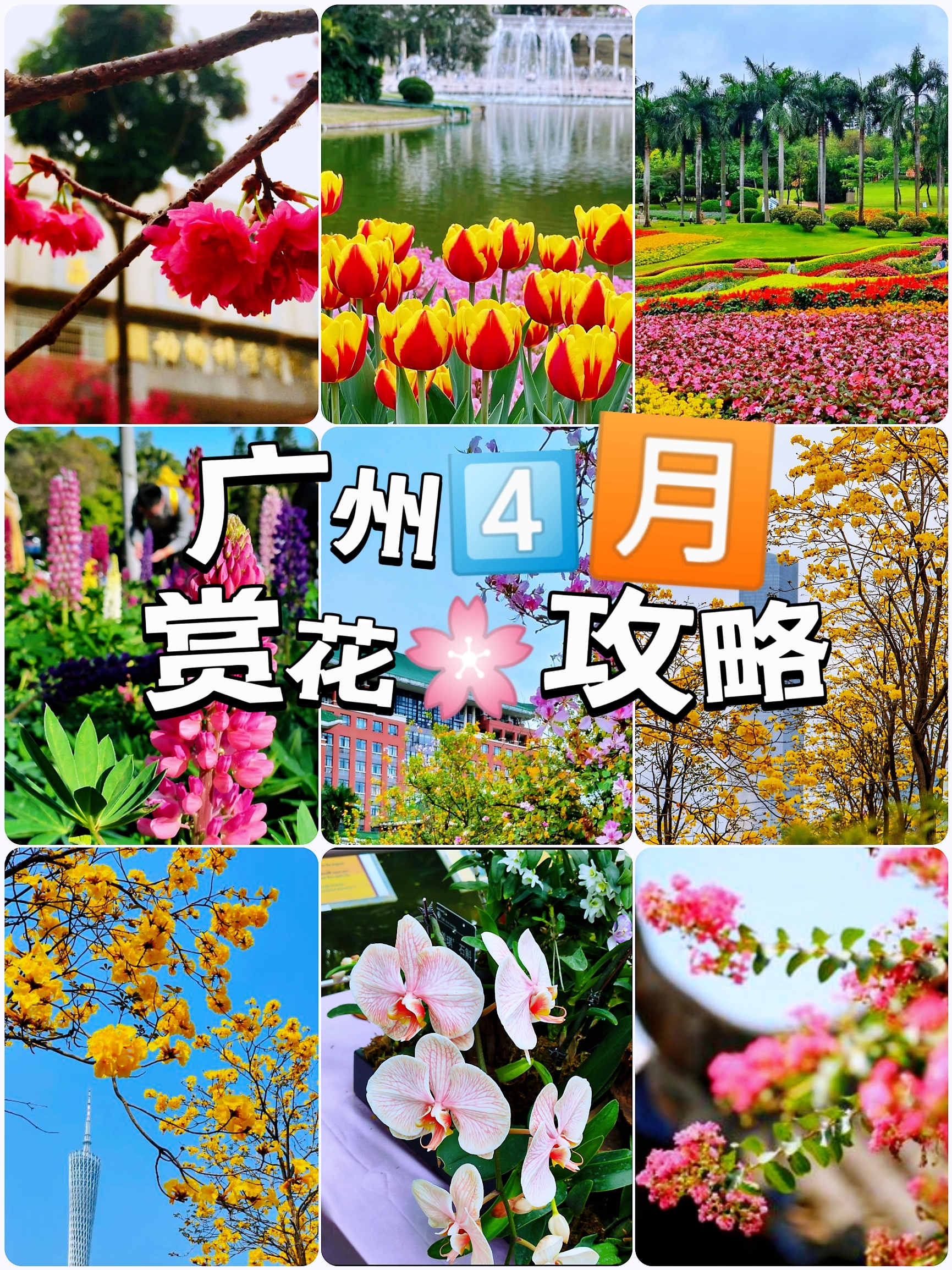 广州四月赏花🌸攻略❗❗