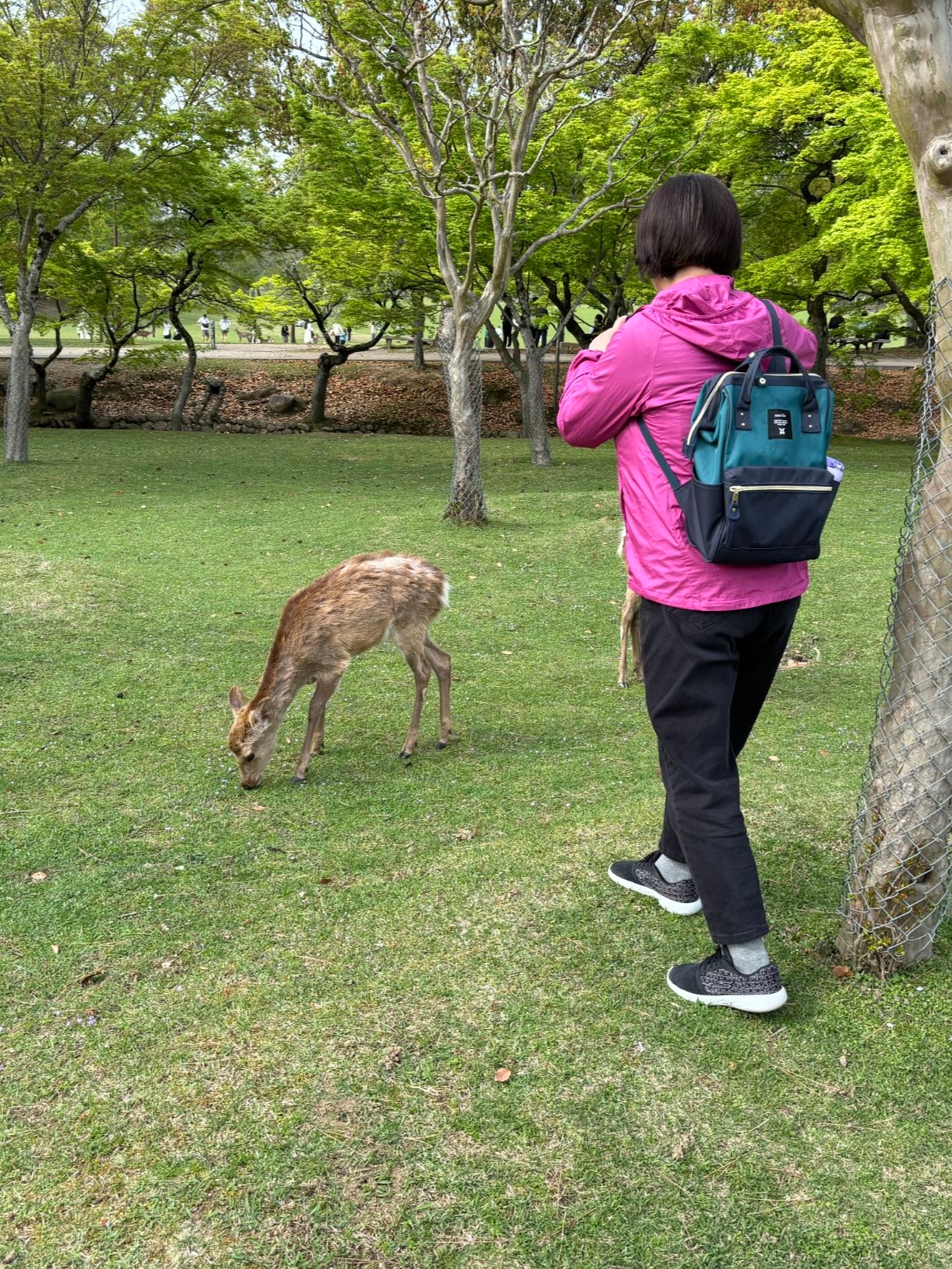 奈良公园可爱的小鹿，游客走过来，它会和你互动，礼貌的向你鞠躬致意，不是随便的点头，而是左摇右摆的花式