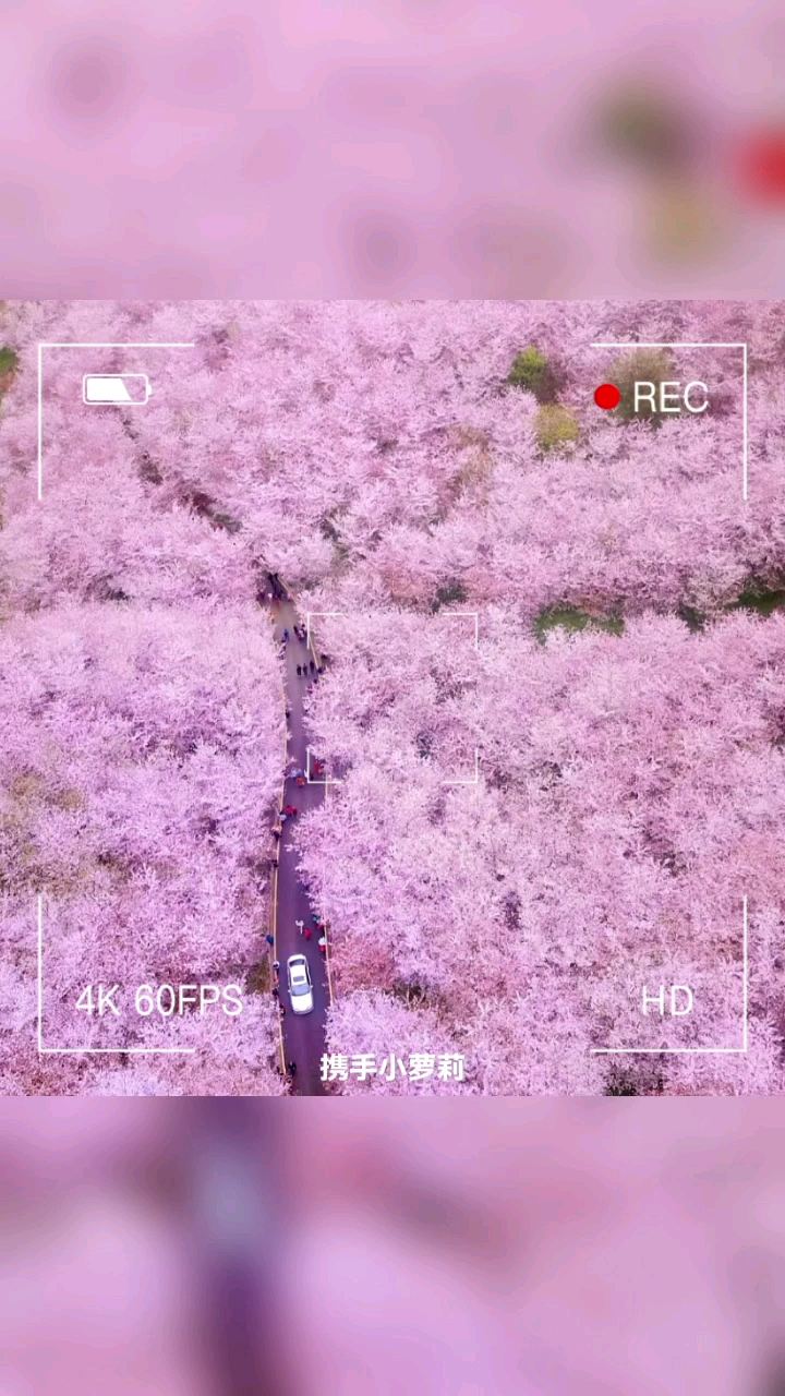 欢迎来到大贵州 平坝樱花