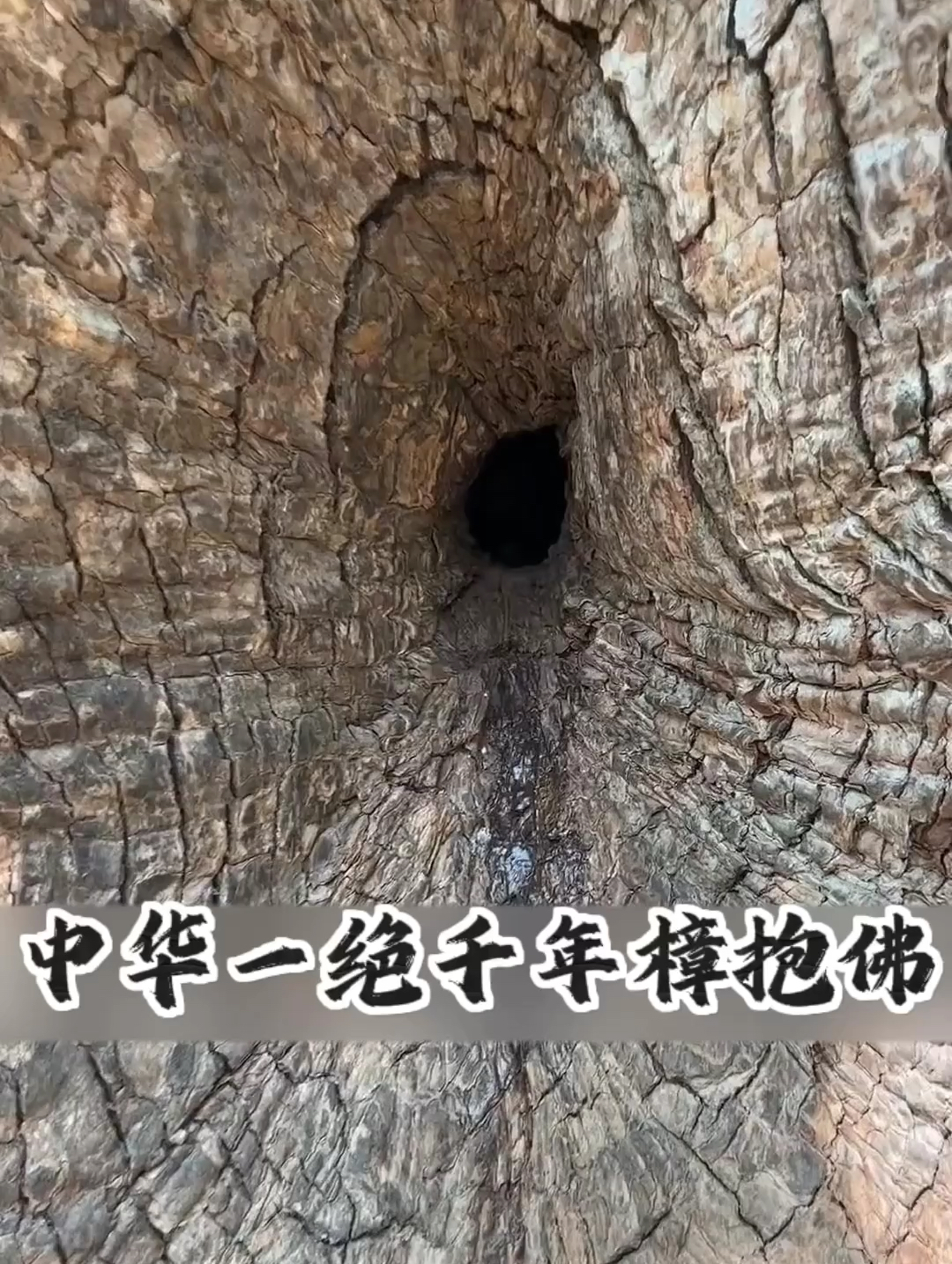 千年樟树的中间居然有一尊佛像，只能通过洞口才能看见，被誉为世界奇观，很多人都不远万里慕名前来观看  
