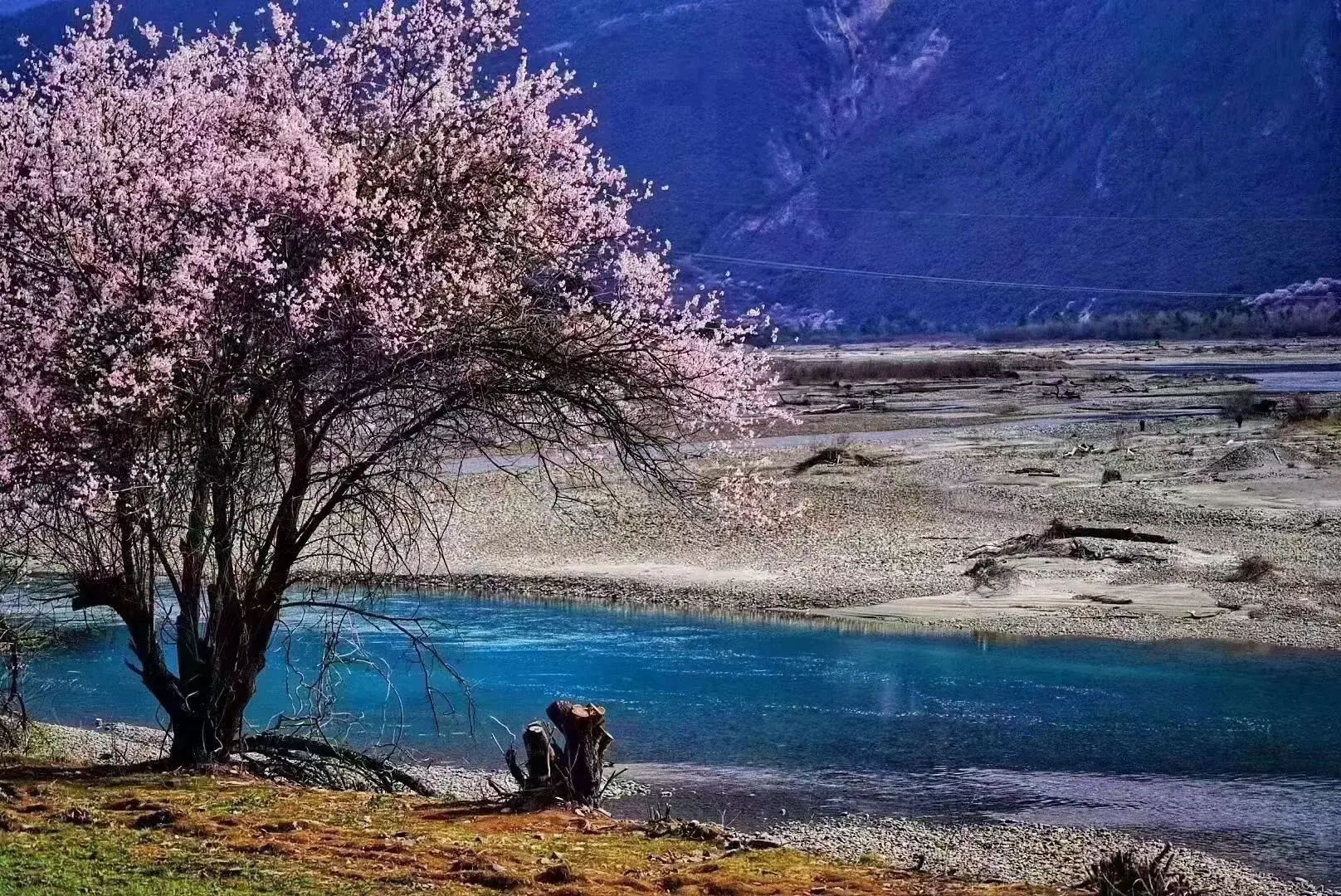 穿越三江源，去藏北看游客不多的桃花