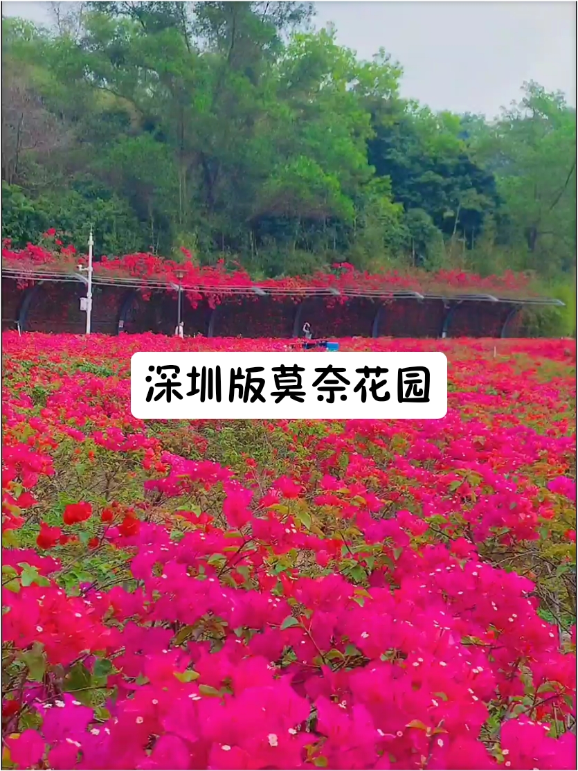 深圳版莫奈花园 拍照太浪漫了吧
