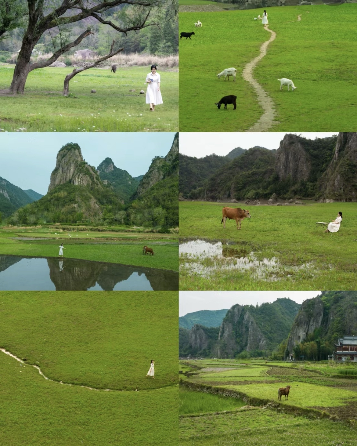 在温州，找到了藏在梦中的巴音布鲁克 天然的草坪，成群的牛羊别致的山峦，缓缓的溪流  .... 世界地