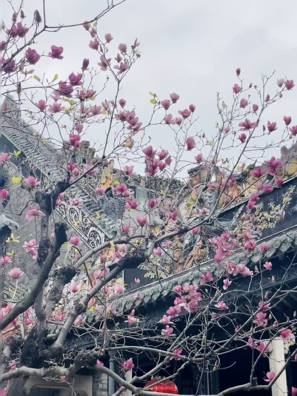 广州陈家祠这你都不宣传你是有什么心事吗  陈家祠的玉堂春正是花期 玉堂春花的花期一般在2-3月，开花