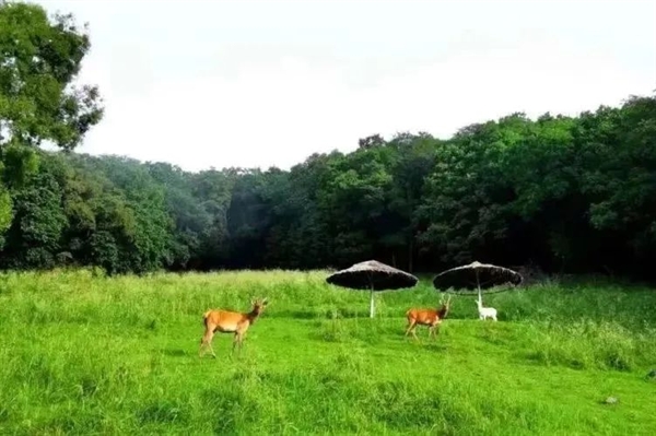 森工平山皇家鹿苑 坐落于哈尔滨市阿城区的森工平山皇家鹿苑是国家AAAA级旅游景区，在这里你能亲眼见证
