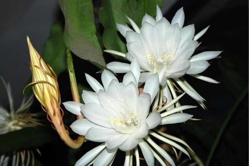 昙花（Epiphyllum oxypetalum (DC.) Haw.），仙人掌科、昙花属附生肉质灌