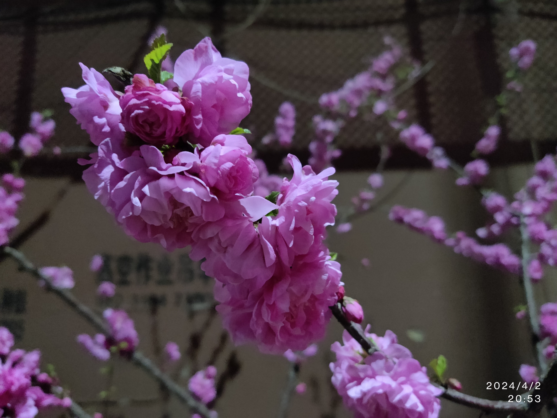 #最美樱花季