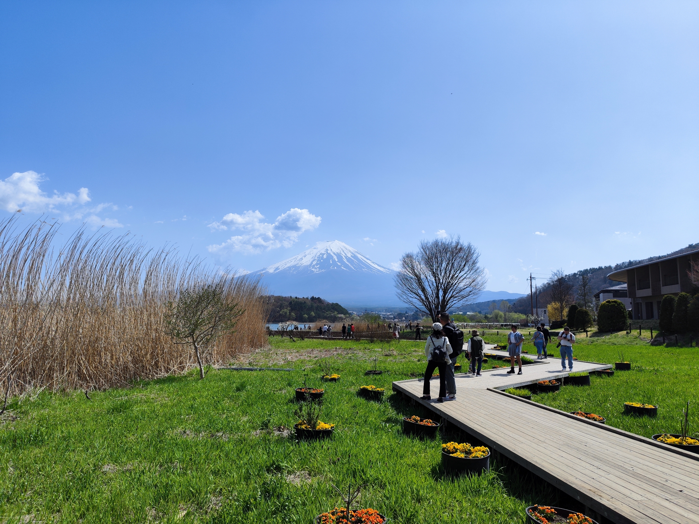 河口湖位于富士山脚下，处于富士五湖的中心，是观赏富士山的最佳地点。春天盛开的樱花和远处的富士山相映成
