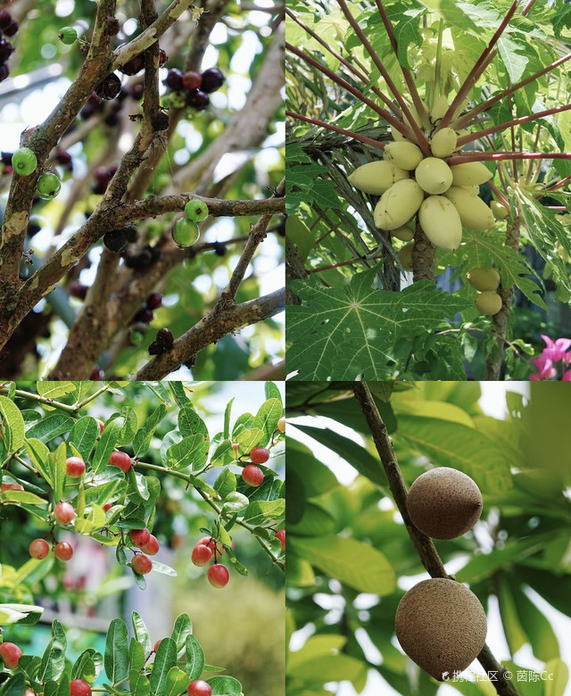 海南琼海的世界热带水果之窗
