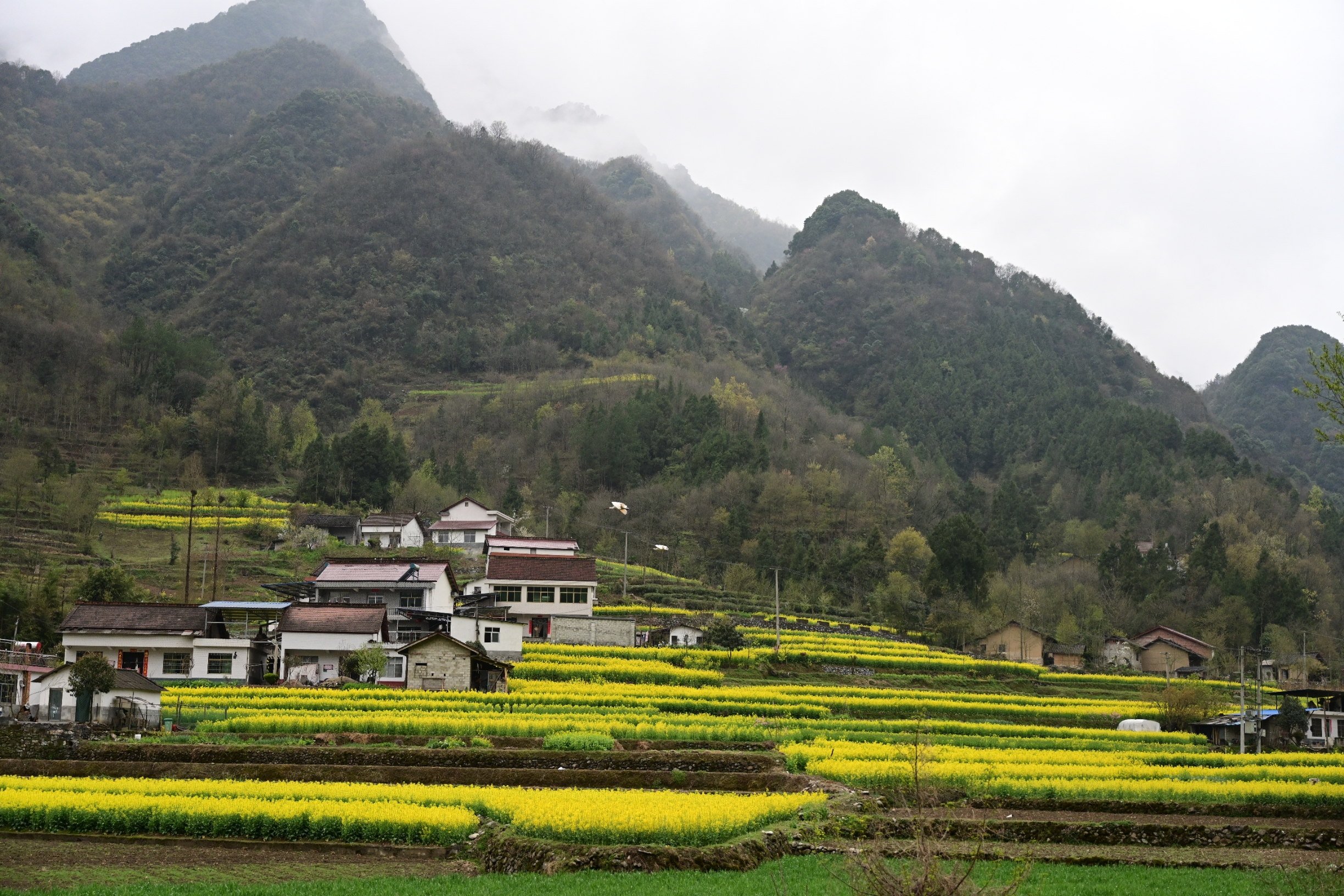 汉中新晋醉美油菜花欣赏地